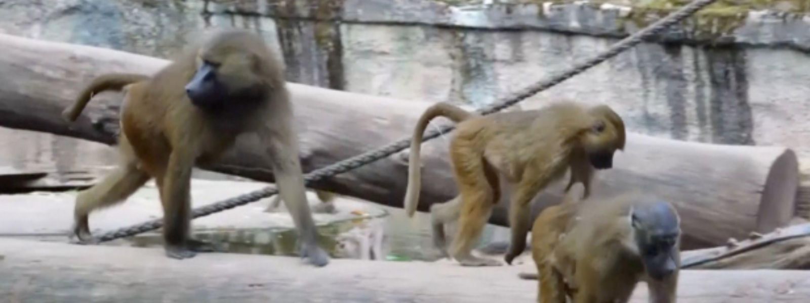 Zoo Cull: Baboons Fed to Lions, Tigers